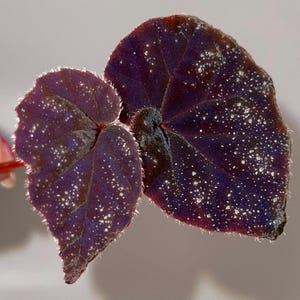 ESQUEJE SUPERIOR Begonia Botanicaz 51 (Se puede aclimatar a las condiciones de la casa) (Flores fragantes)
