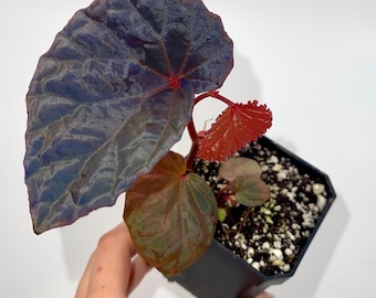 One FREE Per Item Purchased Begonia Botanicaz 115 V.1 (Imperfect)