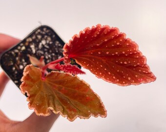 Begonia ‘Botanicaz 56’