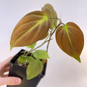 Philodendron Stenolobum - Etsy