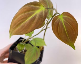 bonnie spider plant Curly Spider Plant 'Bonnie' main image 1