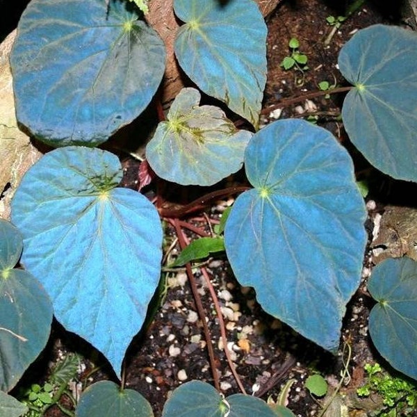 Begonia Pavonina