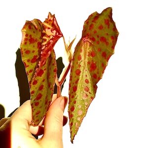 TOP CUTTING Begonia Botanicaz 33 (Can acclimate to house conditions) Fragrant Blooms