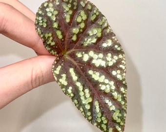 LEAF CUTTING Begonia Botanicaz 96 V.1 (Can acclimate to house conditions)