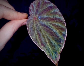 LEAF CUTTING Begonia Botanicaz 111 V.1 (Can acclimate to house conditions)