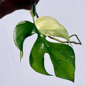May include: A close-up of a variegated Monstera leaf, showcasing a vibrant mix of green and creamy white hues. The leaf has a glossy texture and unique fenestrations, held by a stem against a white background. The plant is a popular houseplant.
