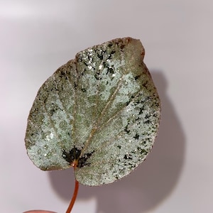 May include: A single, green leaf with a silver shimmer. The leaf has a rounded shape and a pointed tip. The leaf is attached to a thin, brown stem.