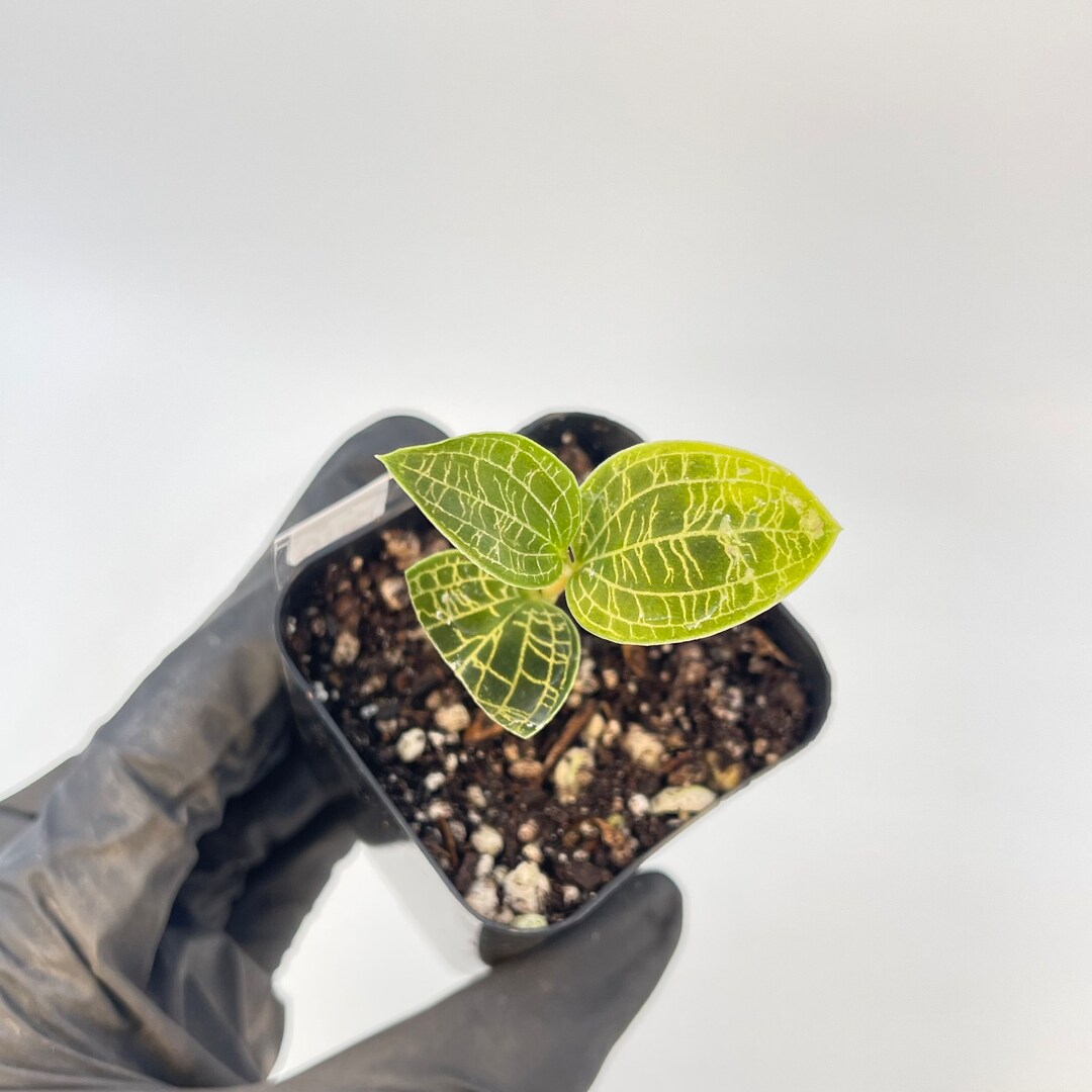Macodes Petola lightning Bolt Jewel Orchid Rooting CUTTING Etsy