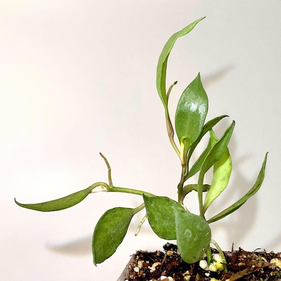 Hoya Lacunosa Louisa's Silver (can Acclimate to House