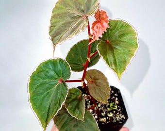 Begonia Botanicaz 111 V.2 (Can acclimate to house conditions)
