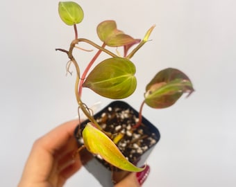 Reverted Variegated Philodendron micans (One FREE per item purchased)