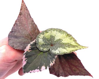 CUTTING COMBO PASTELS (Leaf Cuts) Botanicaz 17 (x2), Botanicaz 80 V.1, and African Violet