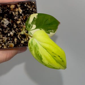 Variegated Philodendron micans Aurea (Can acclimate to house conditions)