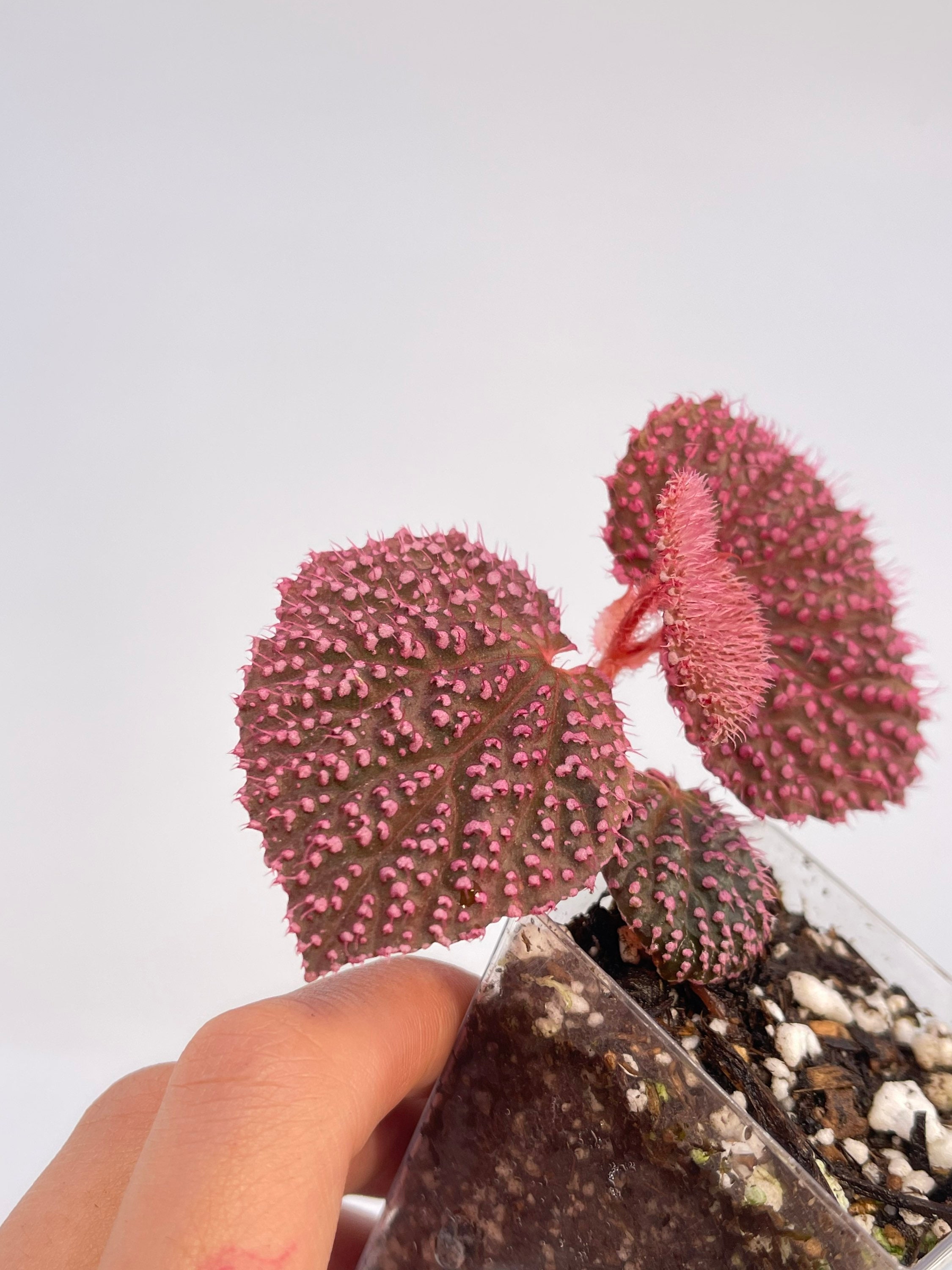 PROPAGATE TO ORDER Begonia Botanicaz 7 'pink Urchin' - Etsy