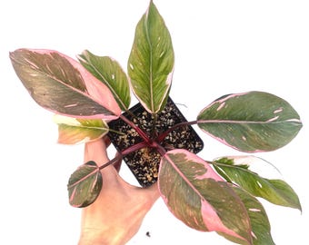 Mutated Pink Princess Philodendron