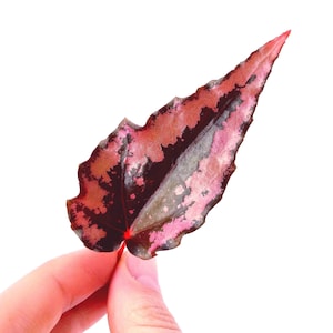 LEAF CUTTING Begonia Botanicaz 19 'Pink Flame'