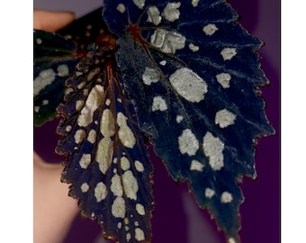 SMALL READY SOON Begonia Botanicaz 222 V.7