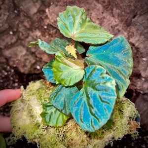 Begonia Botanicaz 85 V.4 'Baby Blue'