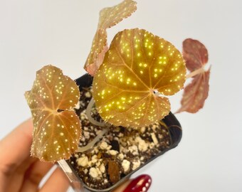 Begonia ‘Botanicaz 45’ Bronze Form