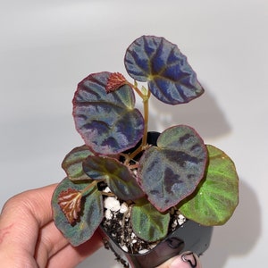 Begonia ‘Botanicaz 85’ (non-exact)