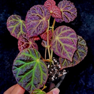 May include: A close-up of a Begonia plant with large, textured leaves. The leaves are a mix of deep purple, green, and red hues, with prominent veining. The plant is in a small black pot, set against a dark background.