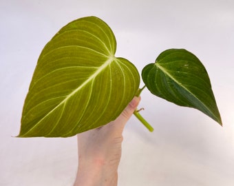 TOP CUTTING Philodendron ‘Glorious’ Top Cut (Can acclimate to house conditions)