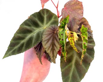 BEGONIA CUTTING COMBO 2 (Top Cuts) Botanicaz 17 “Pink Silver”, Begonia Grey Feather, Begonia sp. Amphioxus, Begonia Sp. Bortonae