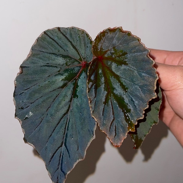 PROPAGATE TO ORDER Begonia ‘Botanicaz 10’ (Non-Exact)