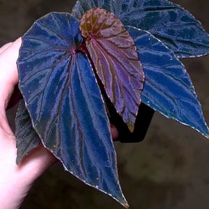 May include: A close-up of a dark blue and purple-hued begonia plant with large, veined leaves. The plant is being held in a hand.