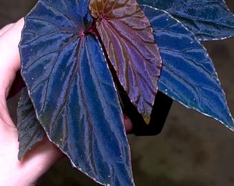 Begonia Botanicaz 120 V.1