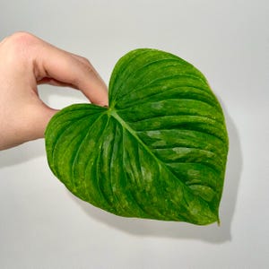 May include: A vibrant green leaf with prominent veining, held against a plain white background. The leaf's color transitions from a deep, rich green to lighter shades, creating a textured appearance. The leaf is heart-shaped, showcasing its natural form.