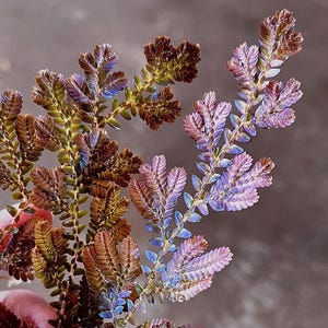 READY SOON Selaginella wildenowii