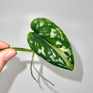 May include: Close-up of a Scindapsus pictus leaf, also known as Satin Pothos, with a vibrant green hue and silver variegation. The leaf is held against a white background, showcasing its unique pattern and texture. The plant has visible roots.