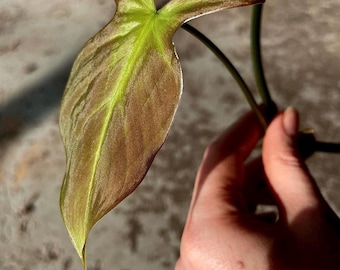 One FREE Per Item Purchased TOP CUTTING Philodendron camposportoanum (Can acclimate to house conditions)