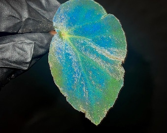 LEAF CUTTING Begonia Botanicaz 40 V.1