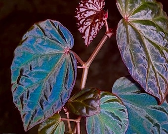 One FREE Per Item Purchased Begonia Botanicaz 115 V.8