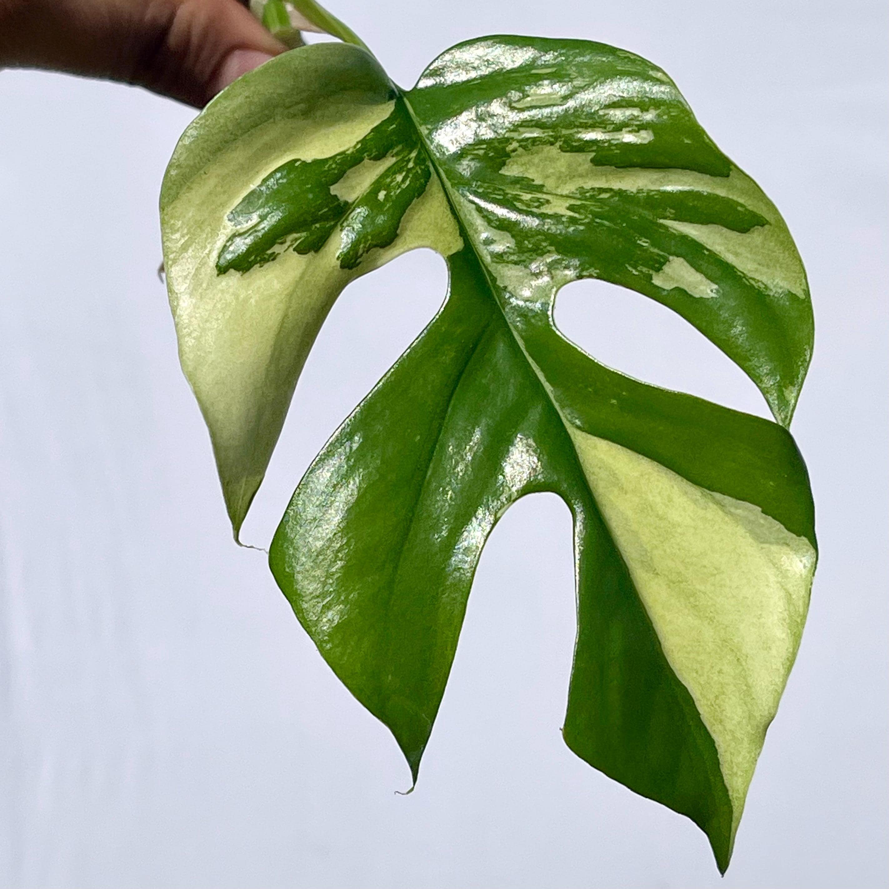 超希少Rhaphidophora Tetrasperma Migmaトップカット Rhaphidophora Tetrasperma Cutting - Etsy