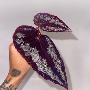 May include: Close-up of a Begonia leaf with a deep purple hue and silver speckles. The leaf has a velvety texture and prominent veins. The stem is a reddish-pink color. The plant is set against a plain white background.
