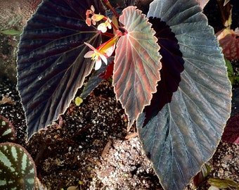 Begonia ‘Botanicaz 56’