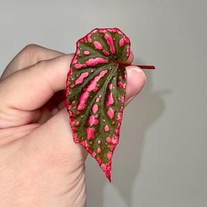 LEAF CUTTING Begonia sp. negrosensis