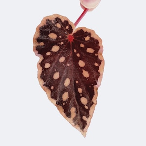 LEAF CUTTING Begonia Botanicaz 2