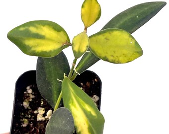Variegated Hoya sp.