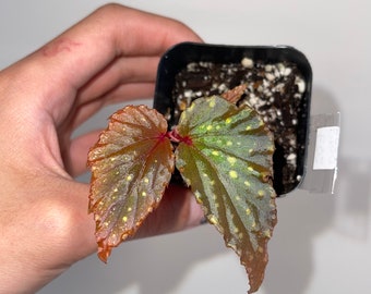 Begonia ‘Botanicaz 10’