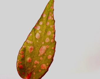 LEAF CUTTING Begonia Botanicaz 33 Begonia malachosticta x Begonia amphioxus  (Can acclimate to house conditions) Fragrant Blooms