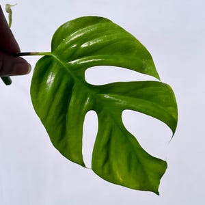 May include: A vibrant green Monstera leaf with fenestrations, held against a white background. The leaf's glossy surface reflects light, highlighting its natural texture and shape. The leaf is a fresh, healthy specimen.