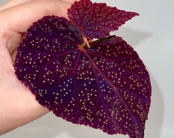 TOP CUTTING Begonia Botanicaz 45 V.1 (Can acclimate to house conditions)
