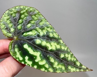 One FREE Per Item Purchased LEAF CUTTING Begonia Botanicaz 96 V.8 (Can acclimate to house conditions)