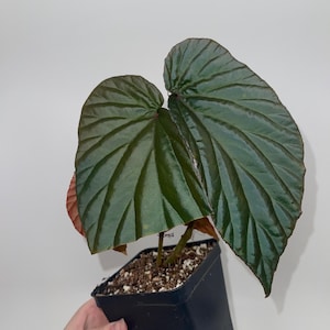 May include: A potted Begonia plant with large, textured, dark green leaves and reddish-brown undersides. The plant is in a black square pot, set against a white background. The leaves have prominent veining.