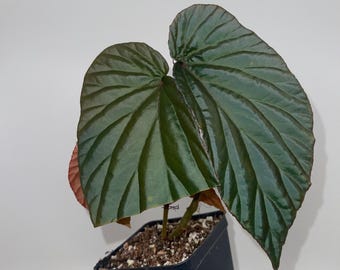 One FREE Per Item Purchased Begonia ‘Blue Metallic’ Botanicaz 220 (Imperfect)
