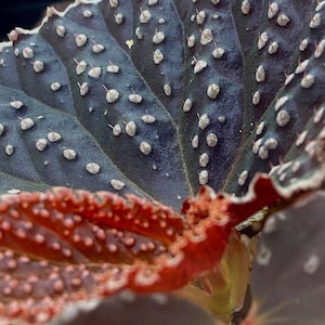 Begonia 'Magiya' NON-EXACT image 3